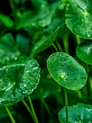 8X Hydrocotyle Spp. Live Aquarium & Pond Plant