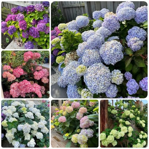 Semi di ortensia - regali da giardino per le donne del esotici semi di perenne 300pcs