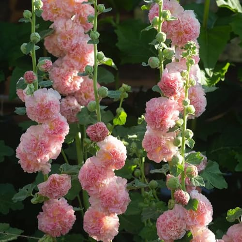 semillas de malva real trepadoras balcón invernadero variedades tradicionales de interior cobertura del suelo Decoraciones jardín exteriores jardín rocas 100pcs