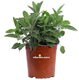 Pianta di Salvione Pianta di Salvia Officinalis Latifolia Pianta di Salvia a Foglia Larga pianta da esterno pianta aromatica pianta da cucina pianta vera venduta da eGarden.store (Vaso 17 cm)
