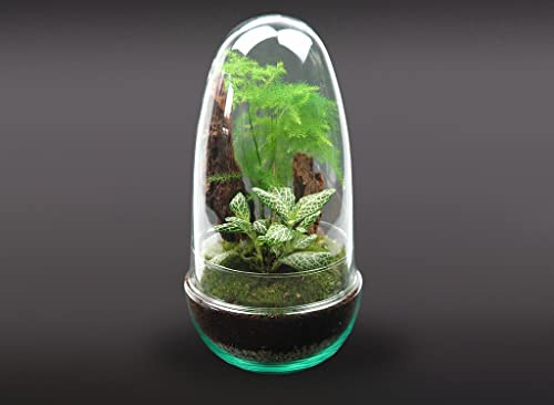 Garden Center Shop | Terrario Planta Natural Micro Habitat Cristal Huevo 13x25 cm | Asparagus y Fittonia | Nanogarden Ecosistema Vivo | Jardín en Miniatura Decorativo para Interior