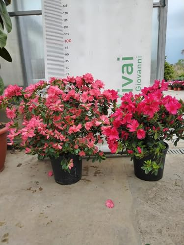 Planta Rododendro Azalea Florero CM 24 (Foto Real) Colores Mezclar