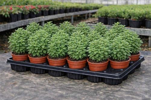 Pack 12 Plantas de Orégano Natural en Maceta 11 cm – Origanum Vulgare – Planta Aromática para Cocina Italiana y Mediterránea