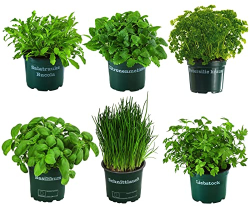 Dehner Kräuter-Set Küchenkräuter, 6 Stück, je ca. 15 cm, Ø Topf 12 cm | mit Basilikum, Liebstöckel, Petersilie, Schnittlauch, Rucola, Zitronenmelisse, für Beet / Hochbeet / Balkonkasten