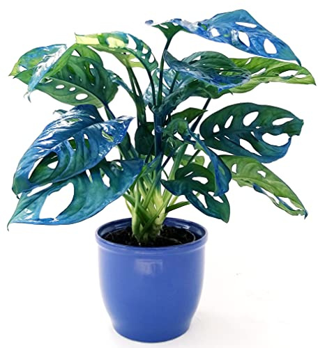 POWERS TO FLOWERS - MONSTERA OBLIQUA MONKEY COLOR LIFE BLU IN VASO CERAMICA BLU, PHYLODENDRON, pianta vera