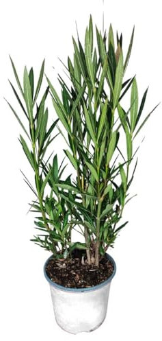 I GIARDINI DI GIULIA - Nerium Oleander Ø18 H.45 | Pianta Sempreverde con Fiori Colore Bianco| Ideale per Giardini, Terrazzi e Siepi | Resistente e Facile da Coltivare (Fiori bianchi)