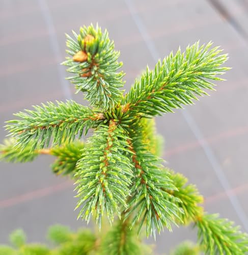 Picea sitchensis (Origine Forestière) / Epicea de Sitka/Conteneur de 7 à 10 litres/Conifère