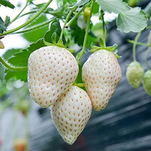 erdbeeren erdbeersamen bio obstbäume kaufen erdbeerpflanzen zimmerpflanzen für sonnige plätze gartenpflanzen winterhart mehrjährig geschenke für gartenliebhaber winterharte 800samen