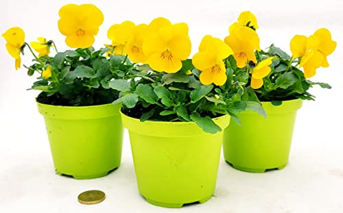 POWERS TO FLOWERS - VIOLE DEL PENSIERO, VIOLA A FIORE PICCOLO GIALLO, 3 PIANTE, Vaso 10,5cm diametro, piante vere