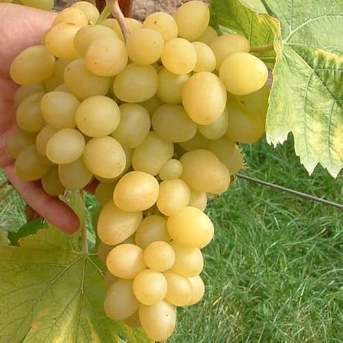 Weinrebe Arkadia ® Vitis vinifera süße gelbe fast kernlose große Trauben 3,5 Liter Topf