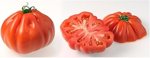 Lot de 50 Graines Semences de Tomate - Coeur de boeuf - Rouge - 03