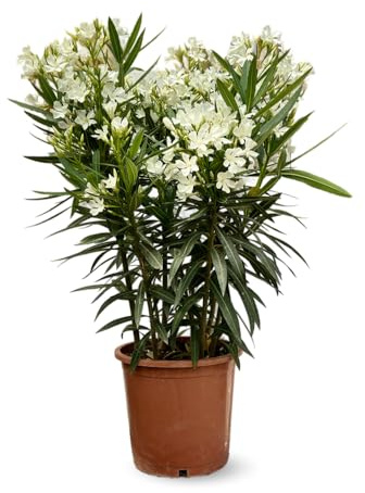 Attitude Jardin - Alloro rosa - nerium oleander - 110-120 cm - ⌀ 24 cm - pianta da esterno - fiore bianco