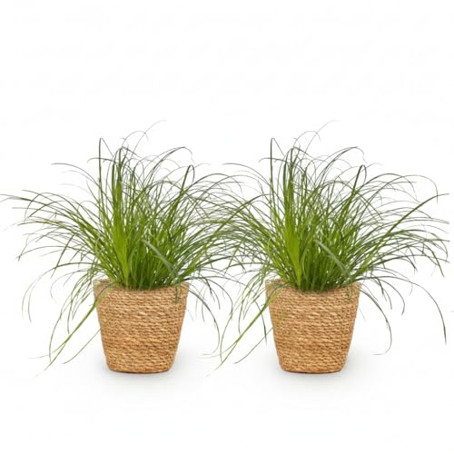 Cyperus Alternifolius Zumula Katzengras – 2er Set Zimmerpflanzen im Korb Ø12cm Höhe20cm – Haustierfreundliche Grünpflanze – Pflegeleicht – Für Wohnzimmer Büro Schlafzimmer