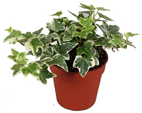 Efeu (Hedera helix), echte Pflanze, als Hängepflanze, Bodendecker oder Zimmerpflanze, pflegeleicht (im 13cm Topf, Sorte: White Wonder, zweifarbig, grün-weiss)