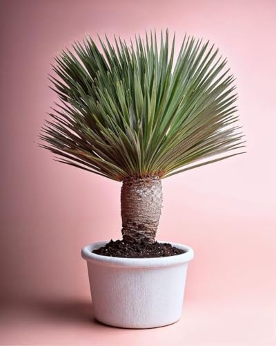 Yucca Rostrata XL | Plantas Naturales Exterior | Pur Plant
