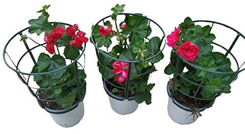 Gitanillas Plantas Colgantes - Pack 3 Unidades de Murcianas -Pelargonium - Plantas Vivas