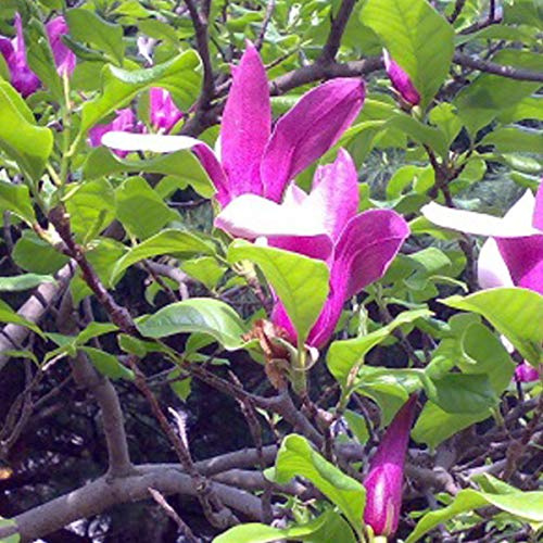 Magnolia Liliiflora 'Nigra'- Magnolia à fleurs de lis 'Nigra' 50-60 cm en conteneur