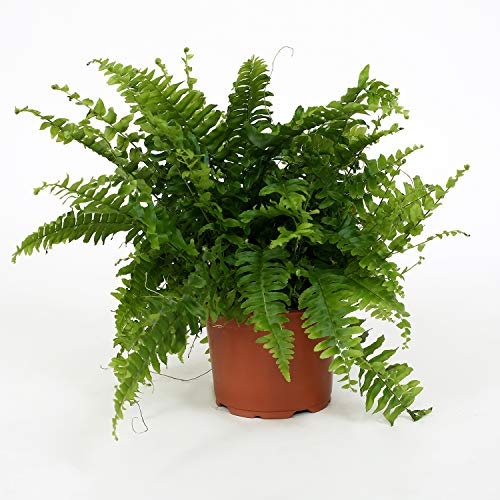 Nephrolepis exaltata Bostoniensis - Planta de helecho Boston en maceta de 12 cm