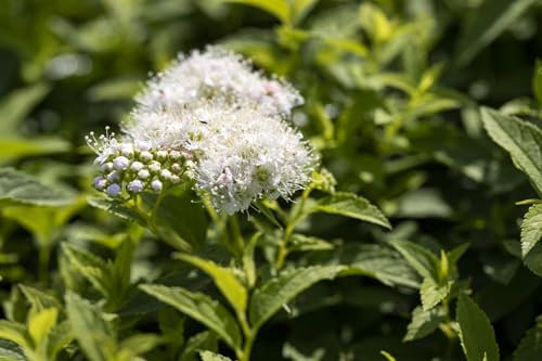 Spiraea japonica 'Albiflora' 20-30 cm – Winterhart, Mehrjährig, Pflegeleicht – Japanische Spiere – Zierstrauch für Beet & Garten
