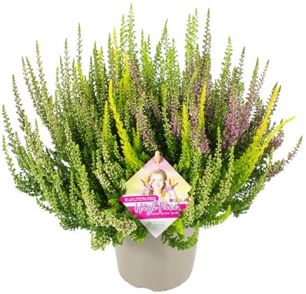 Calluna Mix - Planta Ornamental para Jardines - Color Variable