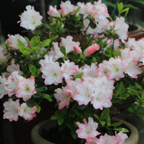 semillas de rododendro, semillas de azalea, decoración de jardín para exterior para lugares soleados 90pcs