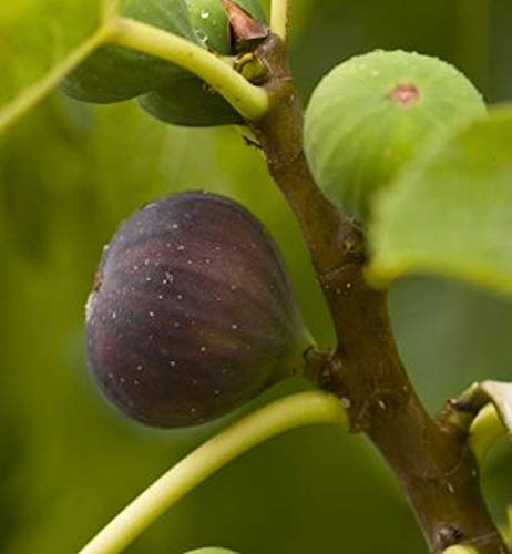 Feigenbaum Violette Dauphine 100-125cm - Ficus carica - lebende Gartenpflanze aus den Baumschulen