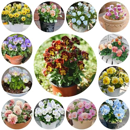 semi resistenti viola del pensiero -campo, aiuole rialzate di viola del pensiero, resistenti all'esterno, ombra 550pcs