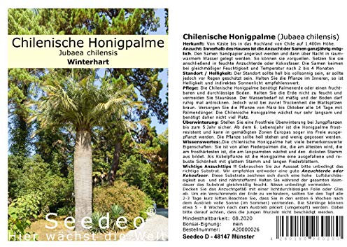 Seedeo® Chilenische Honigpalme (Jubaea chilensis) 3 Samen