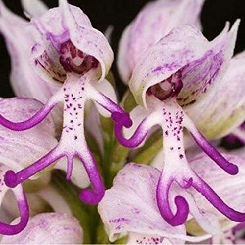100Pcs/Bag Orchis Italica Seeds Flowering Attractive Easy Care Heavy Watering Flower Seeds for Outdoors - Flower Seeds Vegetable Seeds Fruit Seeds Garden Plant Seeds for Planting