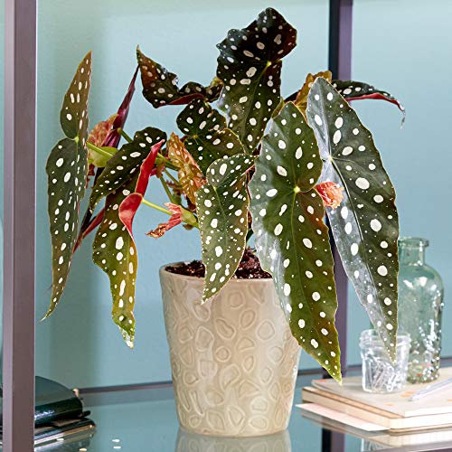 Begonia Maculata – Gefleckte Forellenbegonie 20–30cm – Tropische Zimmerpflanze im Topf – Dekorative Blattschmuckpflanze mit Weißen Punkten & Roten Blattunterseiten