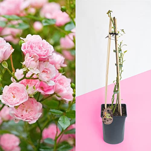 1 Fragrant Outdoor Climbing Rose Bush in Pot Flower Garden Plant Shrub - Hot Pink