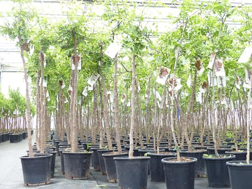 gruenwaren jakubik chin. chin. Dattel 150-170 cm Dattelbaum 5-8 cm Stammumfang, Ziziphus jujuba,
