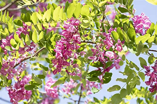 Rosenakazie Robinia hispida Macrophylla 100-150 cm Zierstrauch winterhart