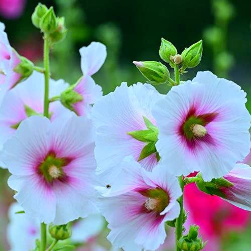 100 Pieces Les Graines De Rose Trémière Cultivent Vos Propres Graines De Fleurs Sauvages Vivaces Faciles à Entretenir Pour La Décoration Du Balcon Du Jardin