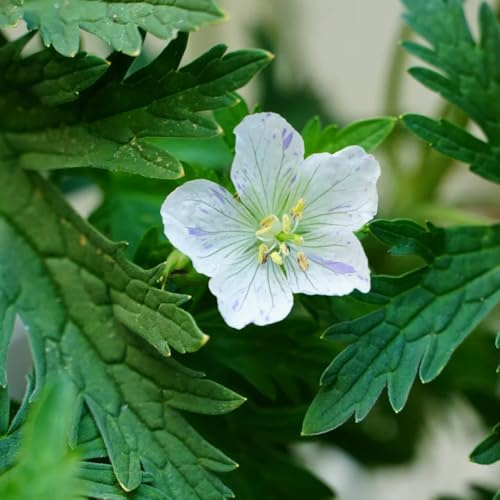 Semi di Geranio, perenni Geranio wilfordii, semi di decorazione da giardino per esterni rare autunnali per gli ospiti 500pcs