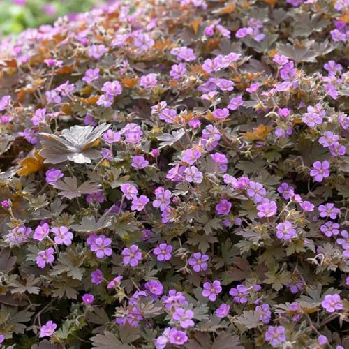 storchschnabel bodendecker, blumenbeet exotische winterhart storchschnabel, balkon winterharte garten kräuterpflanzen 350samen