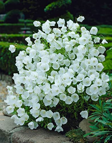 Campanula carpatica White Hardy Perennial Flowering Plant in 9cm Pot