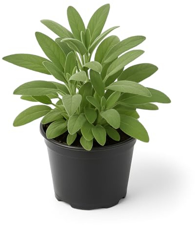 Sauge véritable (Salvia officinalis), 2 plantes, aromatique et résistante à l'hiver pour le jardin et le balcon, idéale pour le thé, la cuisine et les fins médicinales, aimant le soleil, robuste et