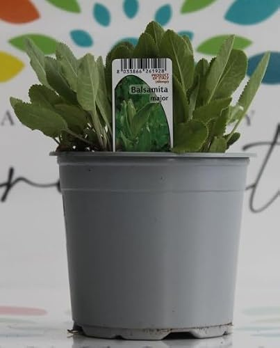 Erba di San Pietro pianta di Balsamita major su vaso cm 14 in confezione da 2 piante MODIPITRE
