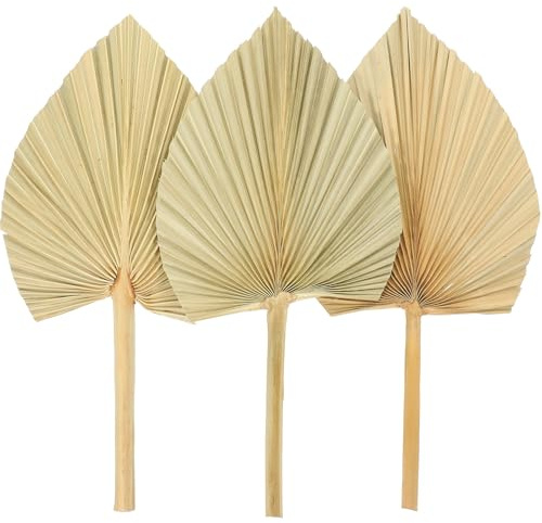 LAPYAPPE 3 Piezas de Hojas de Palma Seca Naturales, Adorno de Hoja de Pared para Decoración de Ventana, Abanico de Palma Grande para Arreglos Artísticos y Decoración de Fiesta Boho