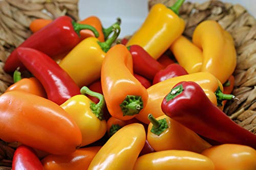 Viridis Hortus - Lunch/Snack Box Mixed Mini Sweet Pepper (12) Fruit/Vegetable Seeds