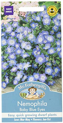 Mr. Fothergill's 14316 Nemophila Baby Blue Eyes Flower Seeds