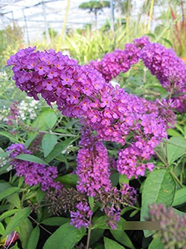 Buddleja davidii Tutti Frutti - Zwerg-Sommerflieder Tutti Frutti