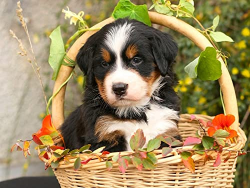 OZLHSP Pusselram 500 bitar Djur Berner Sennenhund Valp 52x38cm