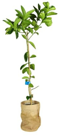 Árbol de Naranjo Natural: Fragancia y Sabor en Casa