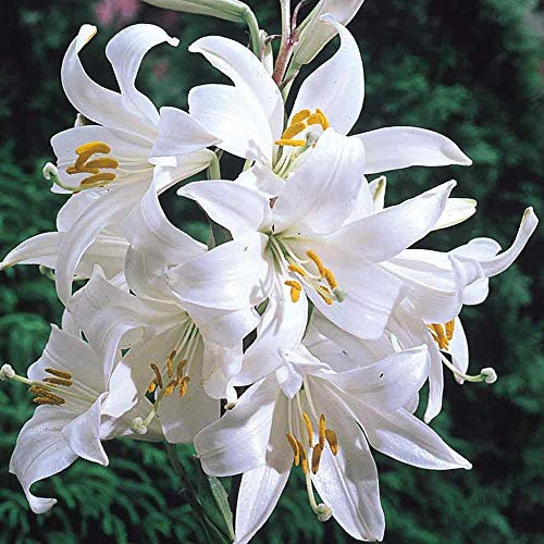 3 X Giglio Sant. Antonio - Lilium Candidum - Giglio della madonna - Giglio Profumato (3)