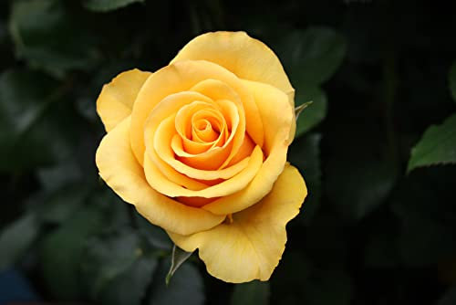 Rose Plants, Floribunda 'Arthur Bell', 1 x Full Plant in a 5 Litre Pot, Yellow Rose, Garden Flowers, Roses, Garden Ready and Ready to Plant, Premium Quality Roses