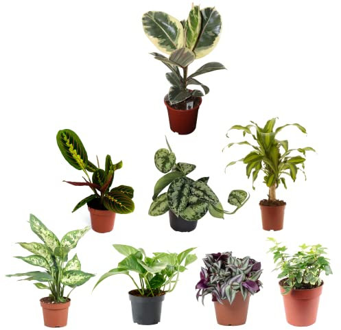 Pack Plantas Interior Bicolores II: Ficus Tineke Variegata, Maranta Tricolor, Scindapsus, Tronco de Brasil, Dieffenbachia, Potho, Tradescantia y Hiedra Variegata