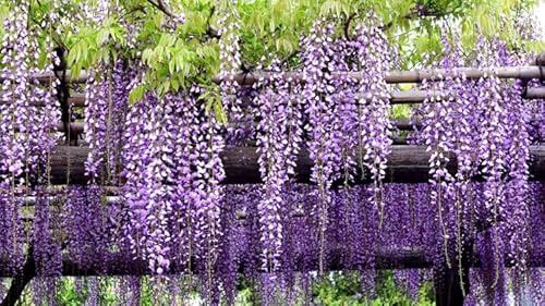 Blauregen Kletterpflanze, Winterhart, 2L XXL-Topf, Bienenfreundlich, Violette Blüten, 40 cm