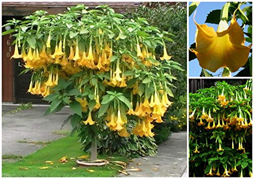 Brugmansia Suaveolens 30 yellow seeds, Yellow Angel's Trumpet, F : Package Contatins seeds